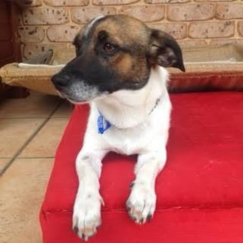 Woody ~ Jack Russell x (On Trial 23/11/16)