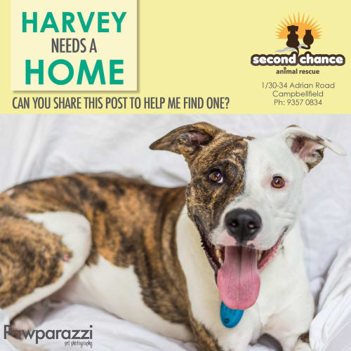 Harvey