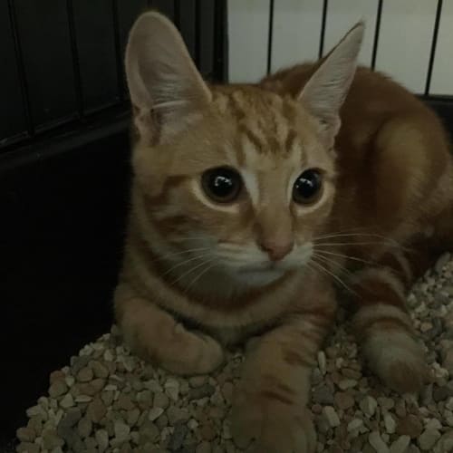 Garfield