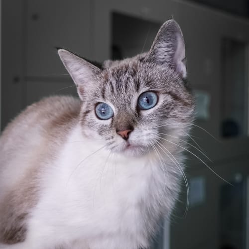 Kora