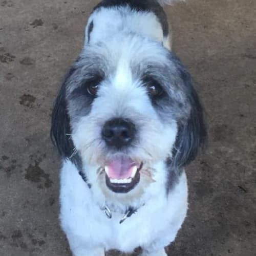 Chester