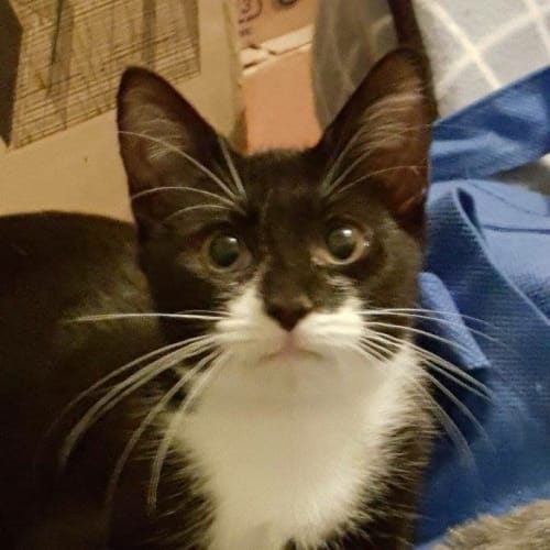 Sebastian 