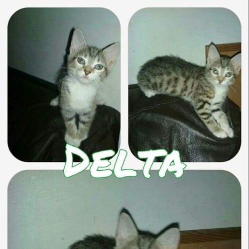 Delta