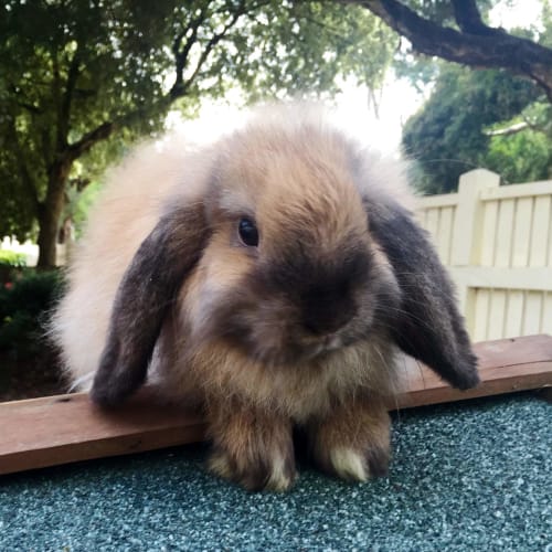 Victoria Bunny