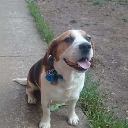 Bruno