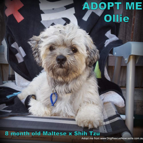 Ollie ~ Maltese x Shih Tzu puppy (On Trial 9/3/16)