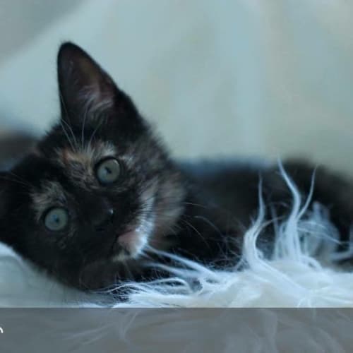 Tiger *•Adopt Me•* I'm stunning, sweet & loving💖! 