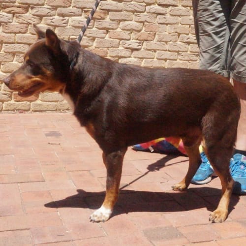 Ajax