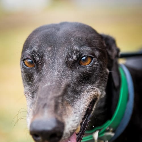 Ebony