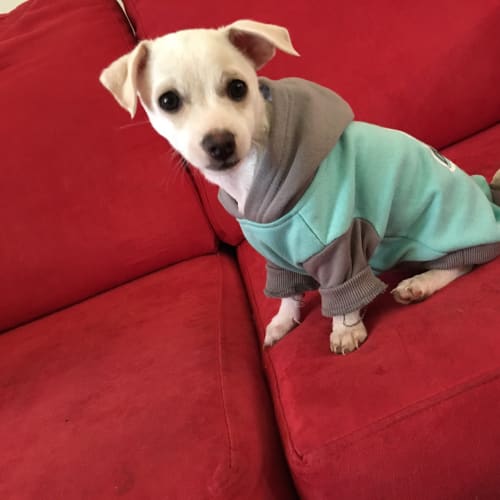 Mini, a very cute puppy