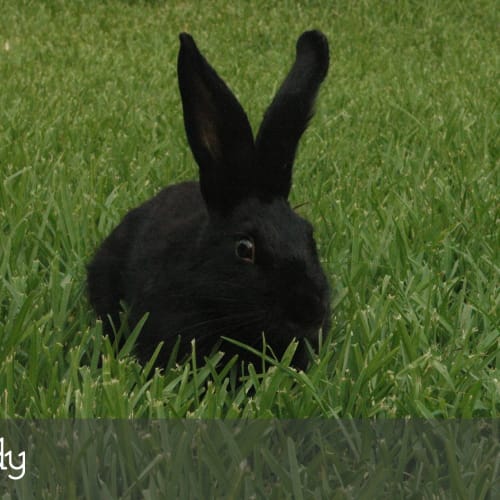 Buddy *•Adopt Me•* I'm a cheeky little character💖!
