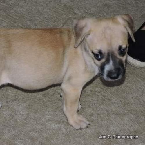Chloe a gorgeous puppy 