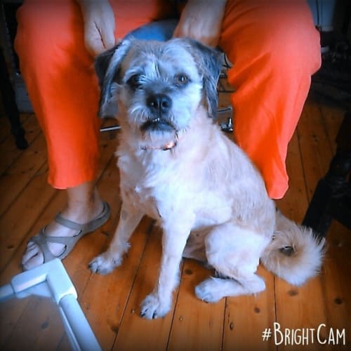 Beau ** A loving beautiful terrier **