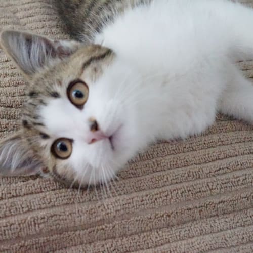 Zeus