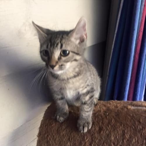 Curly @ The Pet House, Tuggerah