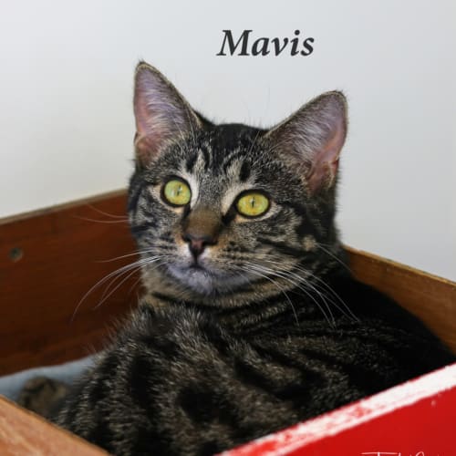 Mavis
