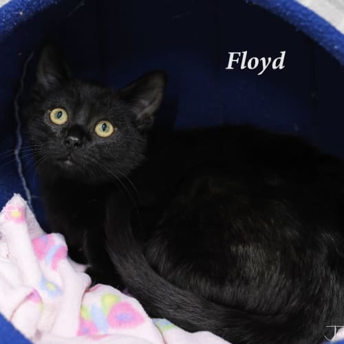 Floyd