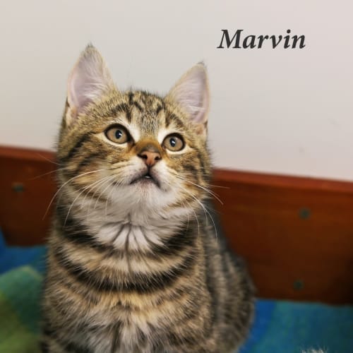 Marvin