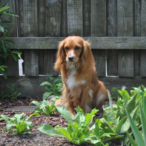 Nellie