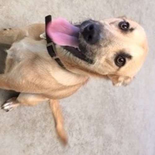 Delilah