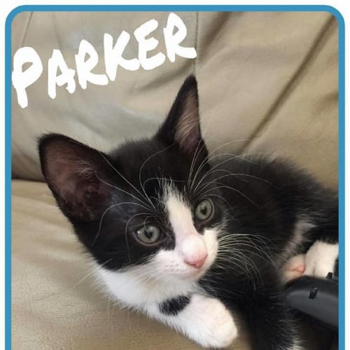 Parker