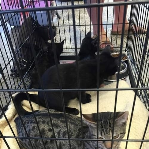 Prince (Dog/Cat/Child Friendly)