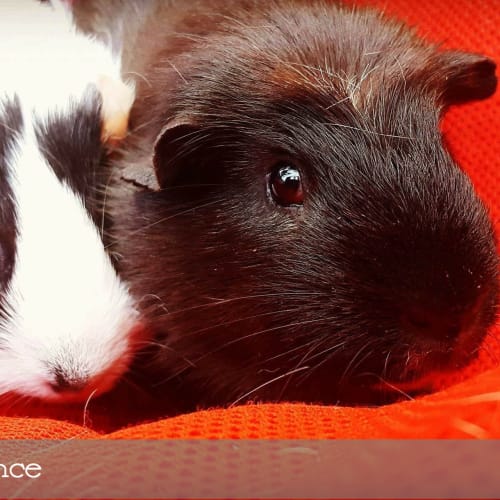 Pip & Prince 