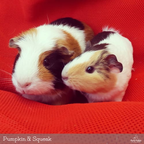 Pumpkin & Squeak 
