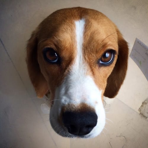 Rosie