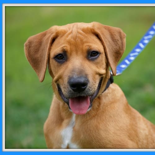 Dex ~ Ridgeback x Lab Puppy ~ On Hold 5/2/16