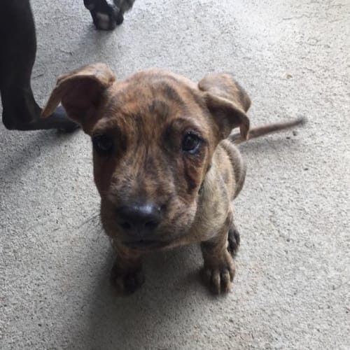 Odie - adoption pending