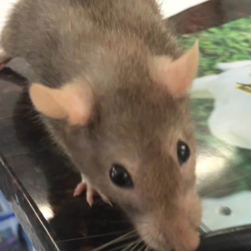 Mocha