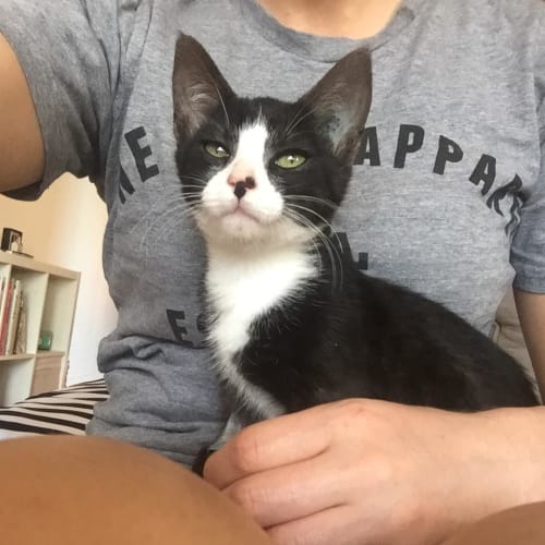 coco