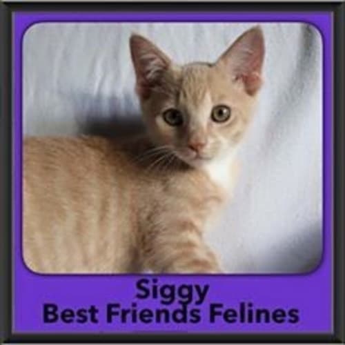 Siggy 