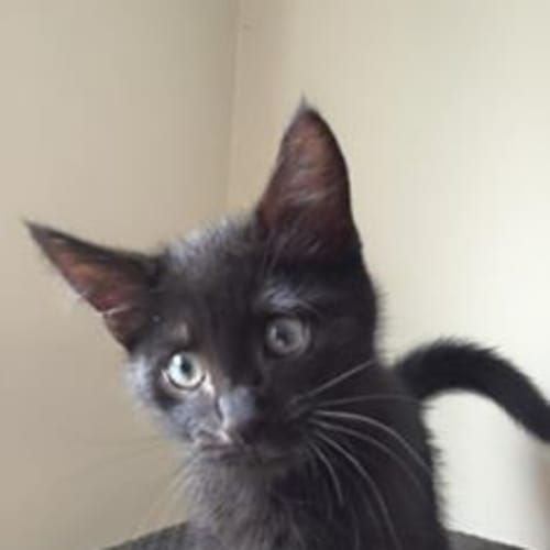 Inky (reduced adoption fee)