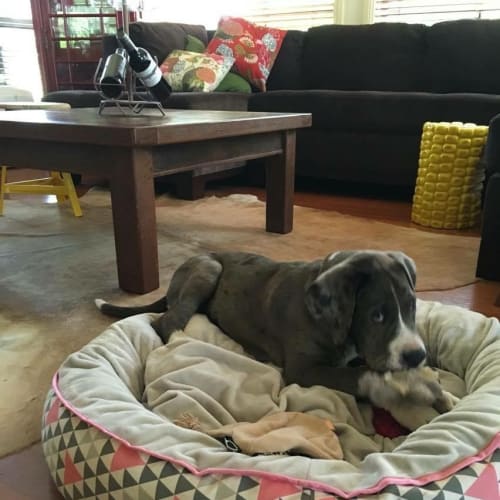 Frankie (Dog/Cat/Child Friendly)