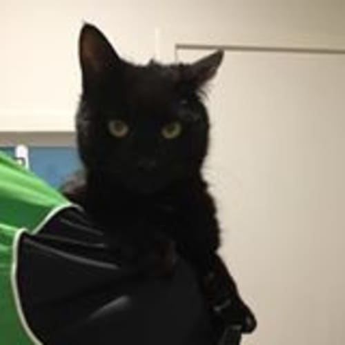 Licorice