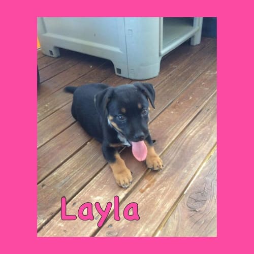 Layla