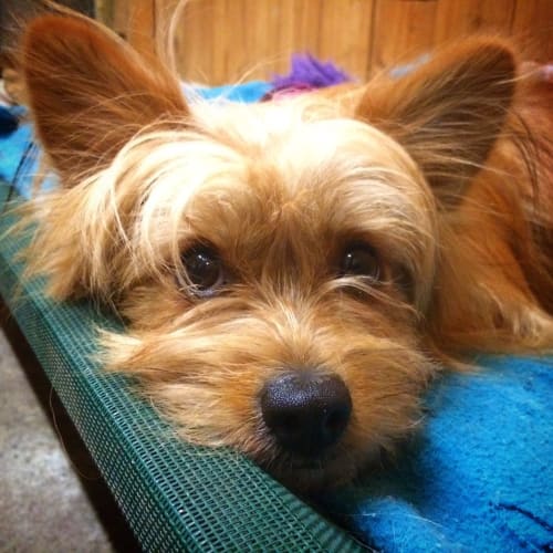 Alf