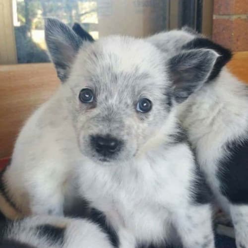 Oreo