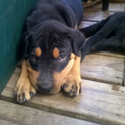 diesel