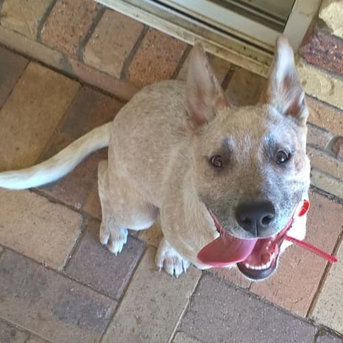 Harley (Qld)