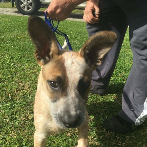 Calamity (Dog Friendly/Obed. Trained)