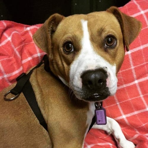 Eddie **Adopted**
