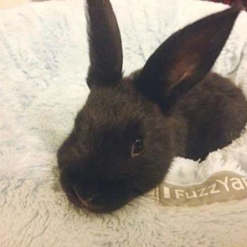 Vinnie & Benjamin-Riley