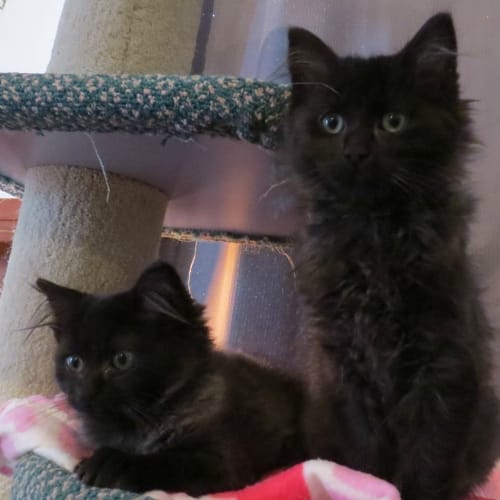 Marcel and Maisie (Dual Adoption)