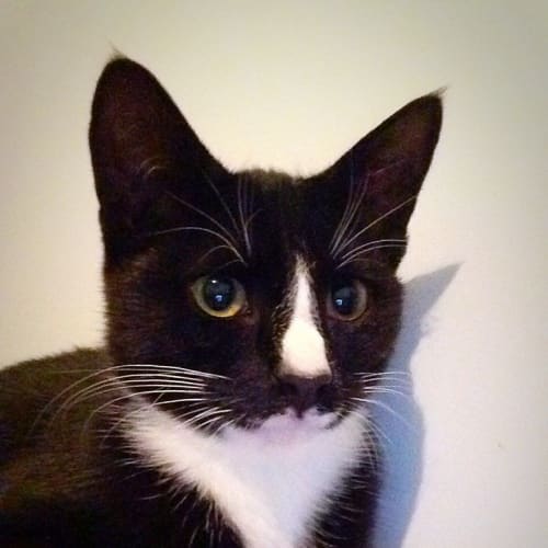Pepper