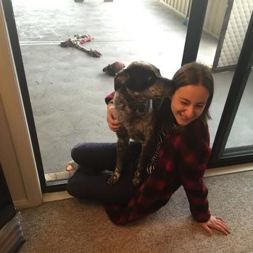 Sootie ~ Cattle dog x Staffy (On Trial 1/3/17)