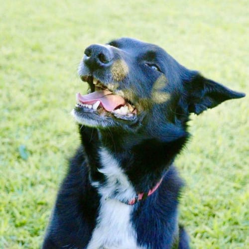 Ringer **Adopted**