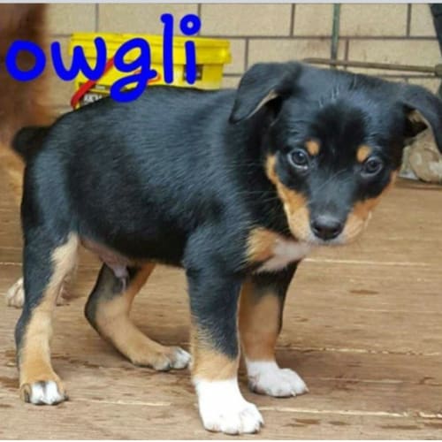 Mowgli - expression of interest only